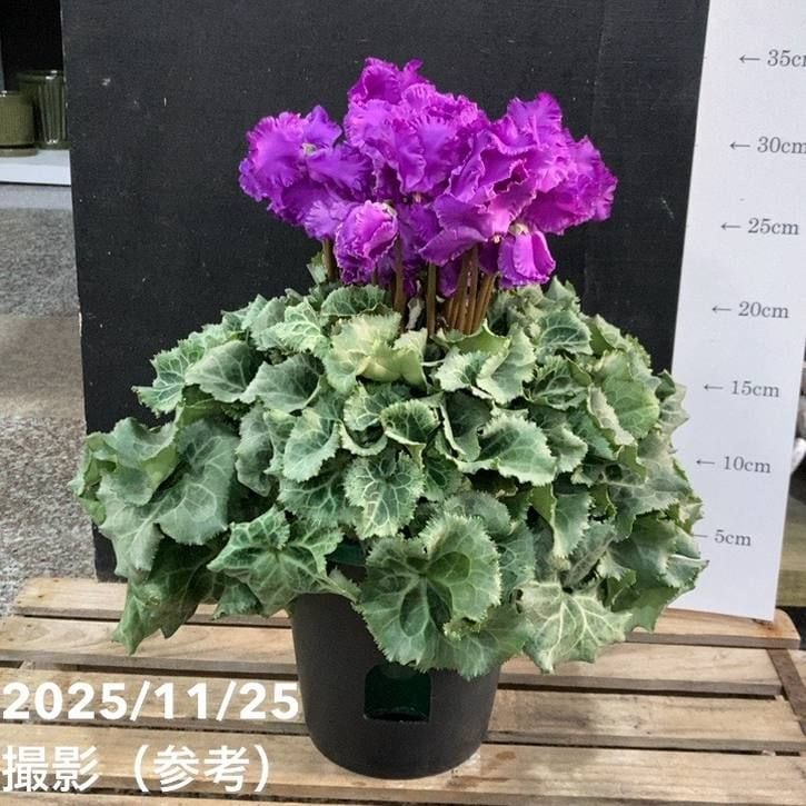 シクラメン 天空