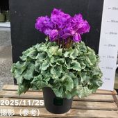 光触媒 人工観葉植物 フェイクグリーン 胡蝶蘭 シンピジューム6本立ち