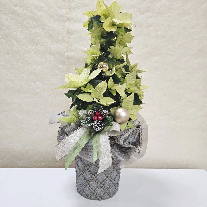 ポインセチア ビューティーライム