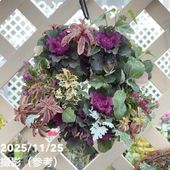 ★クリスマスローズ：広瀬園芸・【トータルカラーが渋々の超小輪花】 園芸ネット本店｜松村ナーセリーさんのクリスマスローズ：25-35ダブル