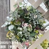 現品お届け】プロテア ジュリエット（5花付き）7号｜花木10-TU | 花木