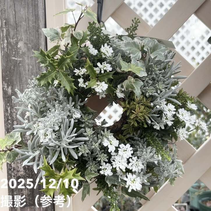 【現品お届け】彩り豊かな季節の寄せ植えリース AS7｜草花04-PA