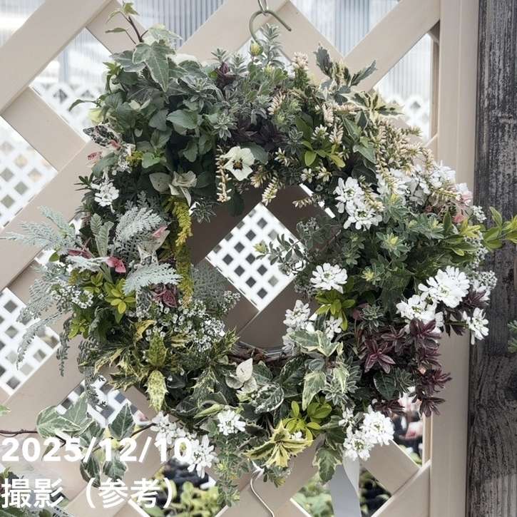 【現品お届け】彩り豊かな季節の寄せ植えリース AS8|草花04-PA