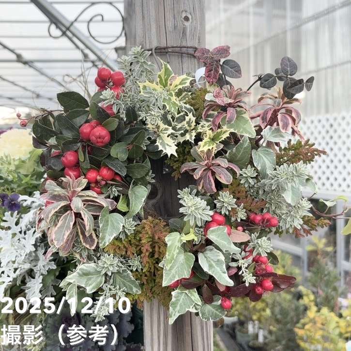 【現品お届け】彩り豊かな季節の寄せ植えリース AS9|草花04-PA