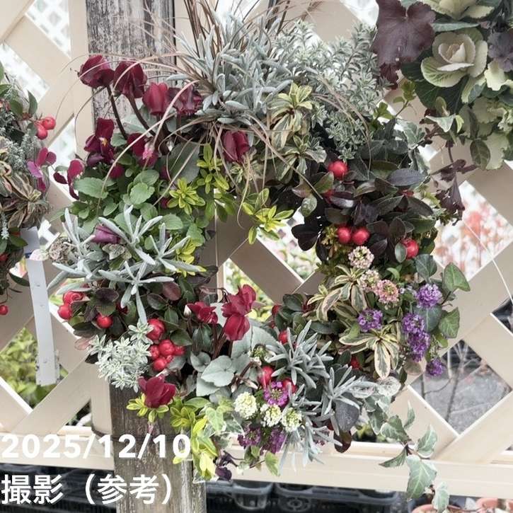 【現品お届け】彩り豊かな季節の寄せ植えリース AS10｜草花04-PA