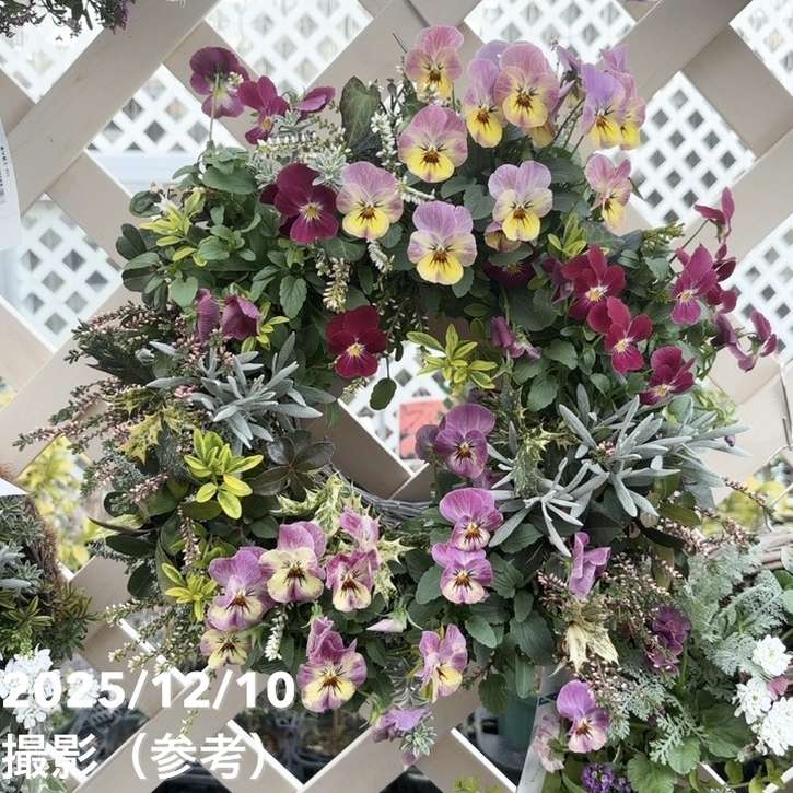 【現品お届け】彩り豊かな季節の寄せ植えリース AS11|草花04-PA