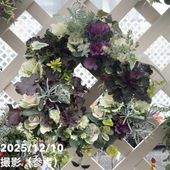 パンパスグラス エビータ 4号｜草花04-PA | 草花,[季節の草花] | 赤塚