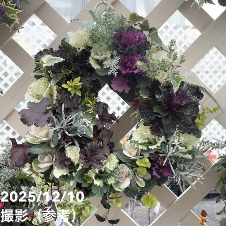 【現品お届け】彩り豊かな季節の寄せ植えリース AS12|草花04-PA