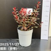 バラ新苗 ポム 4号 河本バラ園 河本麻記子さん ローズ・ドゥ