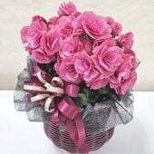 一点物】広瀬園芸 クリスマスローズ パープルバイカラー 6号（HR1