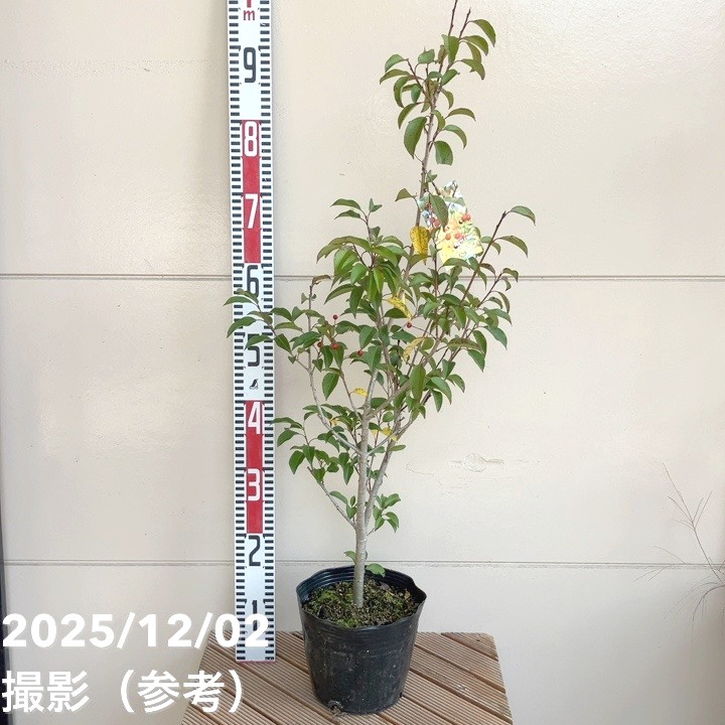 ソヨゴ 雌木 メスギ 6号|花木04-PA