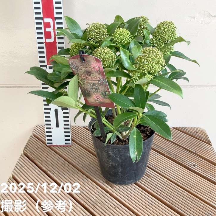 スキミア ホワイトグローブ