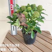 パンパスグラス エビータ 4号｜草花04-PA | 草花,[季節の草花] | 赤塚