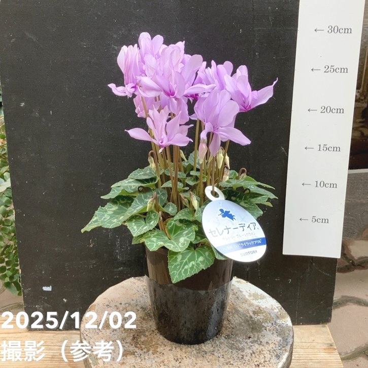 ギフト,鉢花・観葉ギフト,鉢花ギフトの購入なら赤塚植物園オンライン