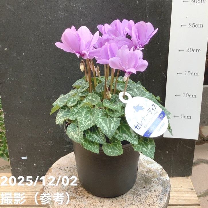 goodtaniku】hybrid 瀧雷×紫の君 鉢ごと発送 goodtaniku】hybrid 瀧雷×