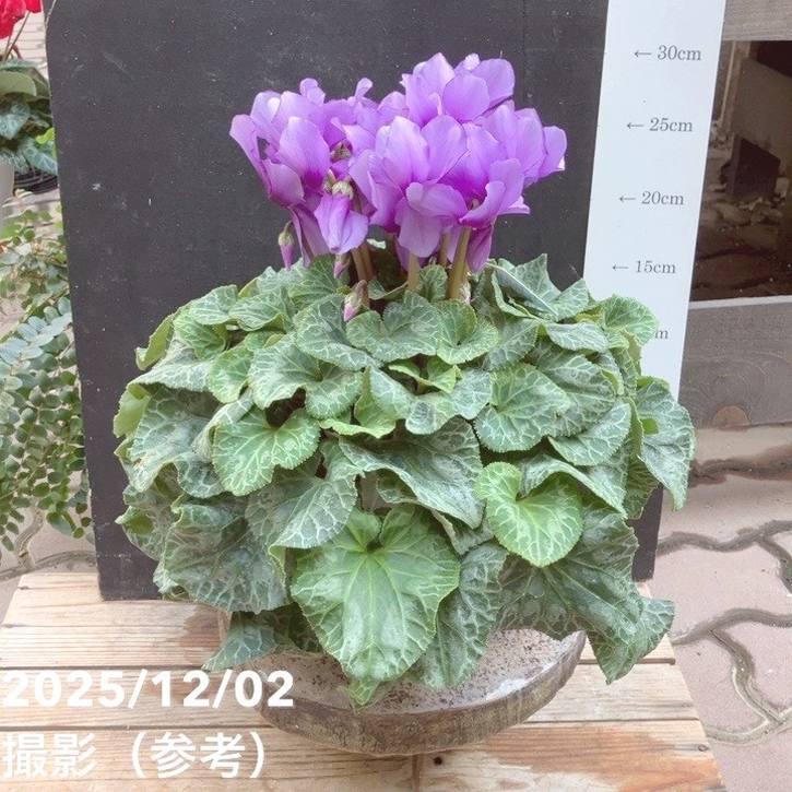 シクラメン ソラ