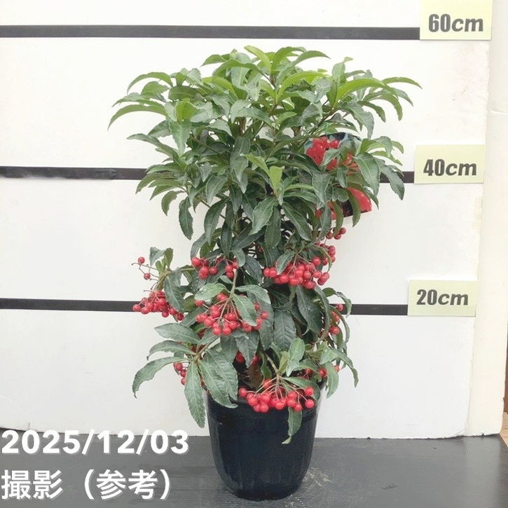 縁起物！万両（マンリョウ）赤実 宝船 6号｜観葉10-TU