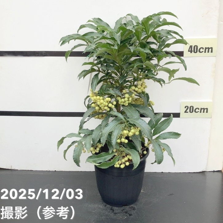 縁起物!万両(マンリョウ)白実 宝船 6号|観葉10-TU