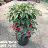 シンビジューム 8号 陶器鉢 3本立 マリーローランサン｜s200｜洋蘭04