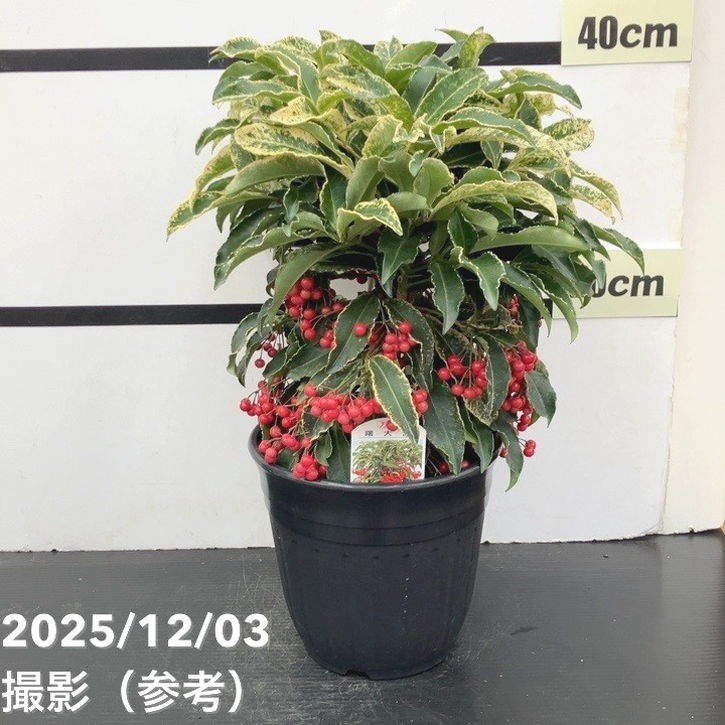 斑入り万両 曙大鵬 6号｜観葉10-TU