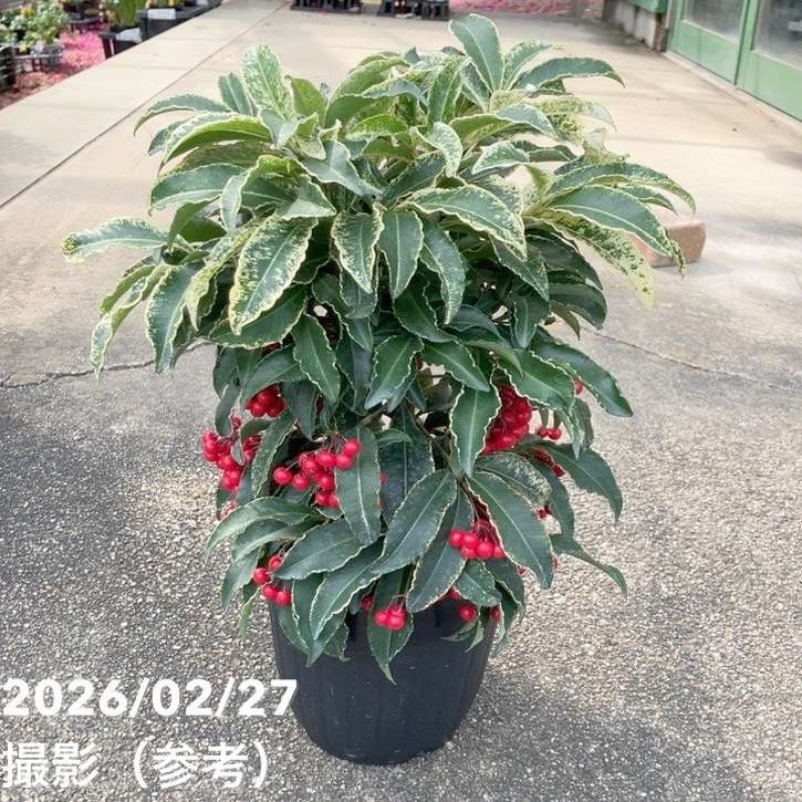 【お買い得！】斑入り万両 曙大鵬 6号｜観葉10-TU