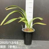 まもなく開花～開花中 花芽2個＞キンリョウヘン 4号（原種 赤花系