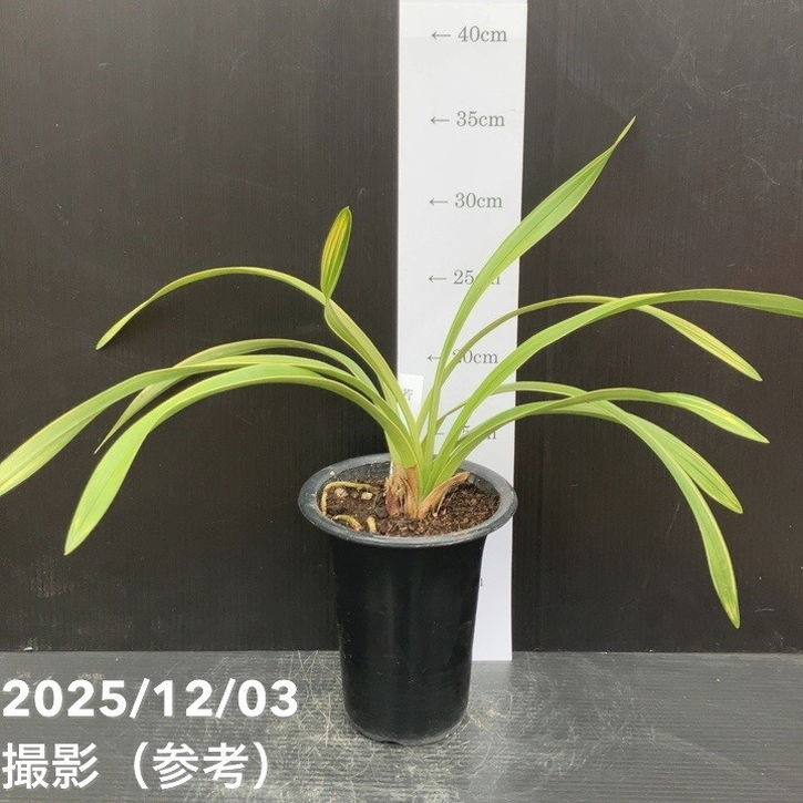 花芽1個＞キンリョウヘン 4号（若松）｜ミツバチ蘭｜洋蘭10-TU | 草花