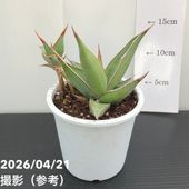 アガベ　パリ➖　　オリザバ アガべ パリー オリザバ 子株 発根済み | アガベ専門店 Heart plants.