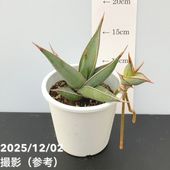 アロエ hyb 4号｜観葉10-TU | □キーワードから探す,珍しい,珍しい観葉