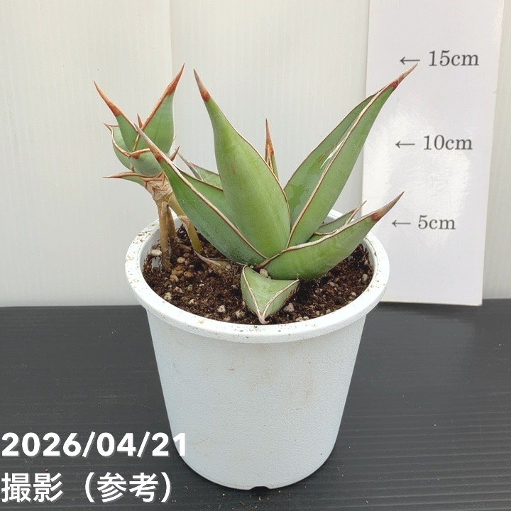 【65周年記念セール】サンスベリア 4号 ピンギキュラ クランプ付き 生産プラ鉢｜観葉02-D2