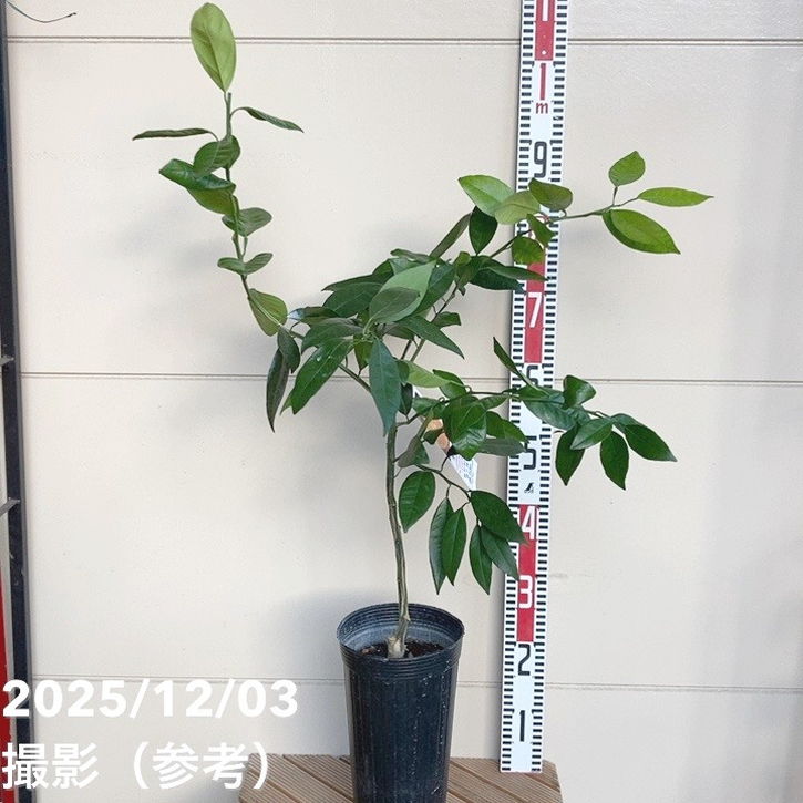 果樹,柑橘,ミカン・オレンジの購入なら赤塚植物園オンライン 花の音