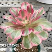 激レア！現品お届け】サイカス カイルンシアナ（ブルーソテツ）8号