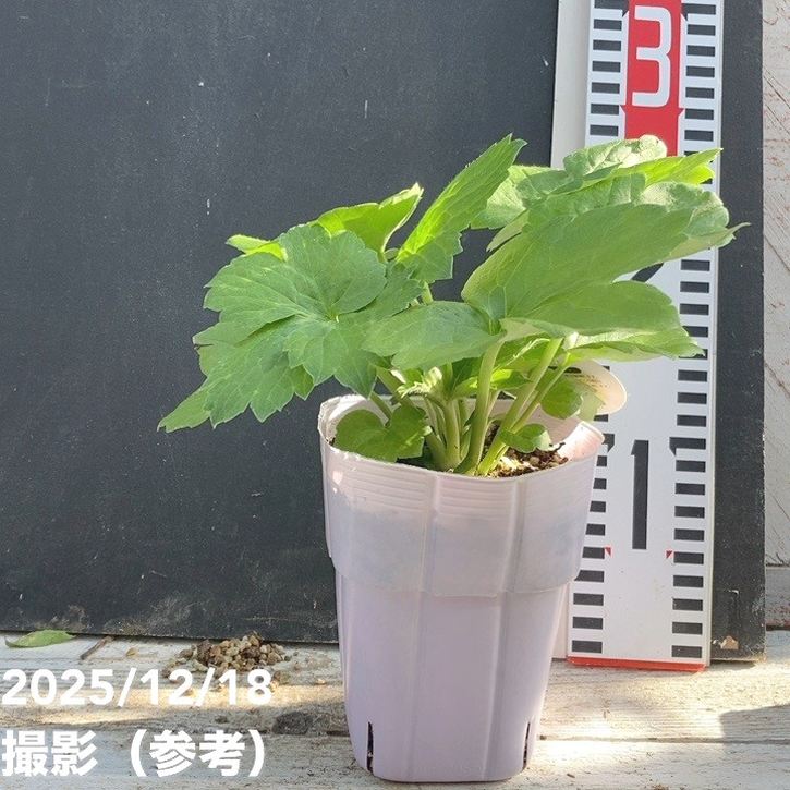 ラナンキュラス ラックスシリーズ 3.5～4号 ヘレン｜草花04-PA | 草花