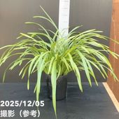 花芽付き＞キンリョウヘン 4号（品種お任せ）｜ミツバチ蘭｜洋蘭10-TU