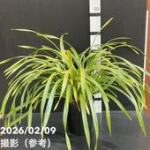 花芽5個以上＞ミスマフェット 6号｜ミツバチ蘭｜洋蘭10-TU | 草花,蘭