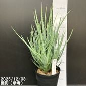 現品お届け】アロカシア グリーンユニコーン Alocasia cv Green Unicon