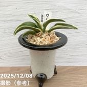 現品お届け】フィロデンドロン フロリダビューティー 3.5号ロング