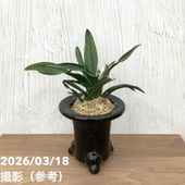 現品お届け】豊明園 万年青 オモト 関白 陶器鉢（O15）｜観葉10-TU