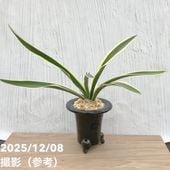 万年青「大八州」 現品お届け】豊明園 万年青 オモト 大八州 陶器鉢（O14）｜観葉10-TU