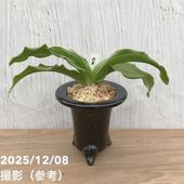 アガベ 5号 アメリカーナ 華厳（けごん）｜観葉04-PA | 観葉・多肉