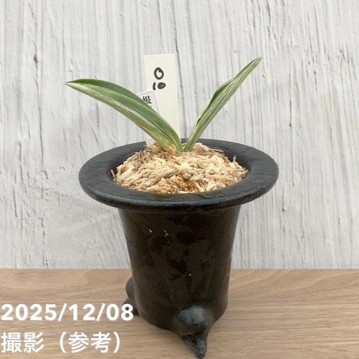 ✿タケイ ✿万年青 (根岸の松) おもと ㉗ ㉜ 現品お届け】豊明園 万年青 オモト 根岸の松 江戸 陶器鉢（O10）｜観葉