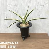 お買い得一点物咲き進み株】加藤農園 クリスマスローズ グラデーション