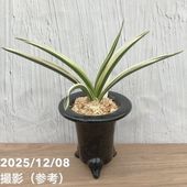 万年青 オモト 海龍獅子 実生 現品お届け】豊明園 万年青 オモト 海龍