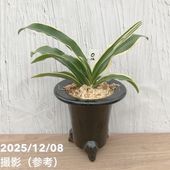 現品お届け】グレビレア ピーチズアンドクリーム 8号大株｜s200｜花木