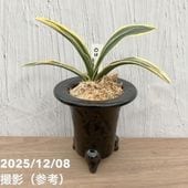 現品お届け】豊明園 万年青 オモト錦明鳳（きんめいほう）陶器鉢（O52