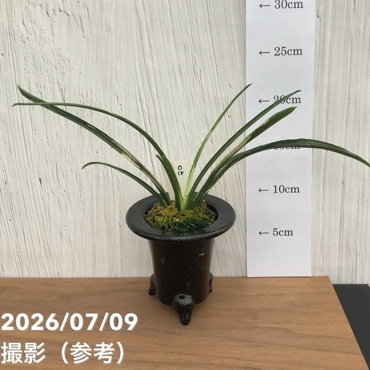 観葉・多肉,万年青（オモト）の購入なら赤塚植物園オンライン 花の音