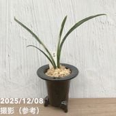 アンスリウム ビッタリフォリウム ６号鉢　② アンスリウム ビッタリフォリウム 斑入り 2号ポリポット – RARE PLANTS