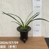 現品お届け】豊明園 万年青 オモト 千代田の松 陶器鉢（O33）｜観葉10