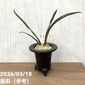 現品お届け】豊明園 万年青 オモト 大八州 陶器鉢（O14）｜観葉10-TU
