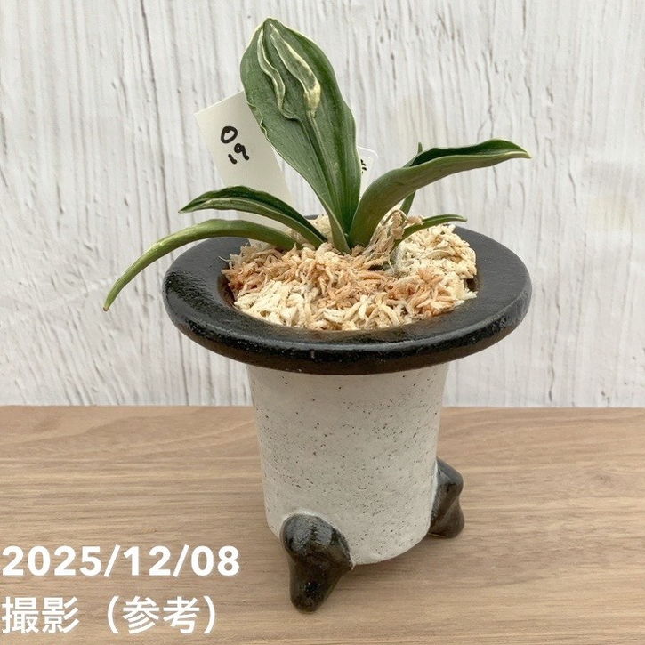 褥錦②　万年青 現品お届け】豊明園 万年青 オモト 黄金錦 陶器鉢（O19）｜観葉10-TU
